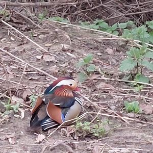 Mandarin Duck at the Mühlenbach Emsdetten
