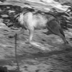 Running Wolf