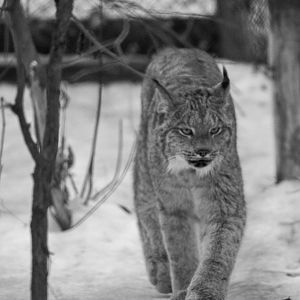 Canada Lynx