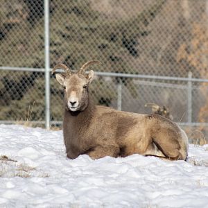Bighorn Sheep