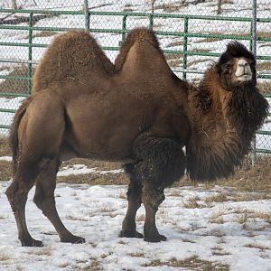 Bactrian Camel