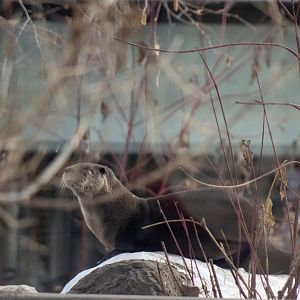 River Otter