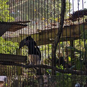 Canopy Aviary - Trumpeter Hornbill