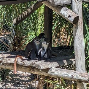 Primate World - Guenon
