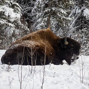 Wood Bison - British Columbia