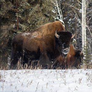 Wood Bison - British Columbia