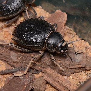 Nile spiked darkling beetle (Pimelia angulata nilotica)