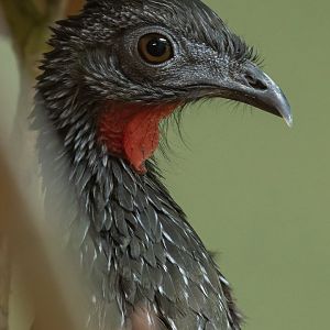 Northern Marail guan (Penelope marail marail)