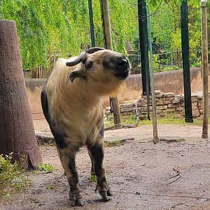 Takin - Enjoying a drizzly Spring morning