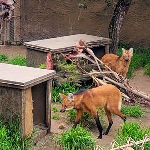 Maned Wolves