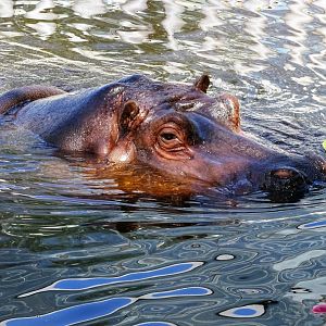 Common Hippopotamus