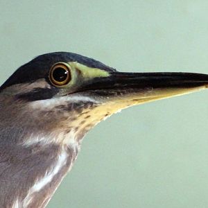Green-Backed Heron