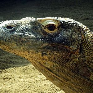 Komodo Dragon
