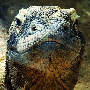 Komodo Dragon