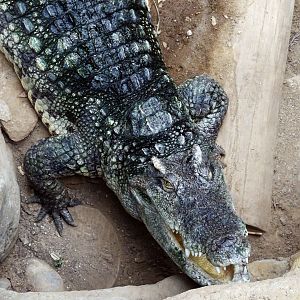 Siamese Crocodile