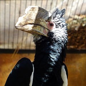 Silvery-Cheeked Hornbill
