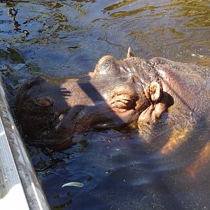 Common Hippopotamus