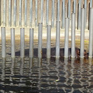Barriers in hippo enclosure