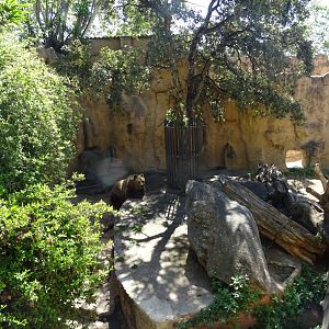 Brown Bear enclosure