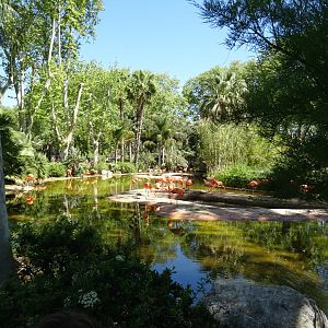 American Flamingo enclosure