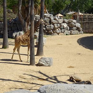 Giraffe and Spur-Thigh Tortoise