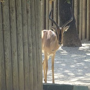 Black-Faced Impala