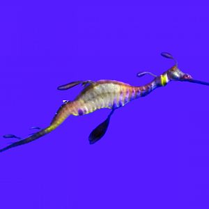 Weedy Seadragon
