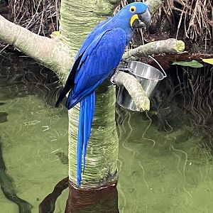 Hyacinth Macaw