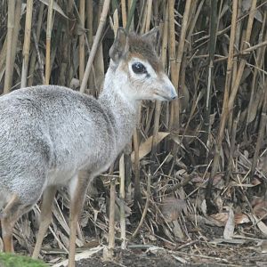 Strange coloured Dikdik? - Zoo Duisburg 01/04/24