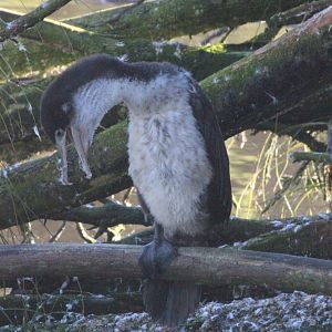 New Zealand Pied Shag juvenile