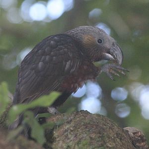 North Island Kākā