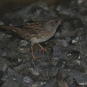 Common Dunnock