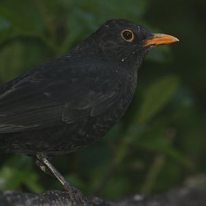 Common Blackbird male