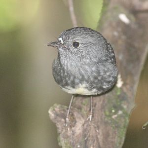 North Island Robin