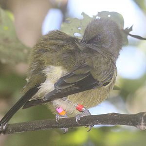 New Zealand Bellbird male