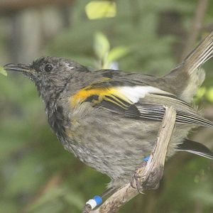 Stitchbird juvenile male
