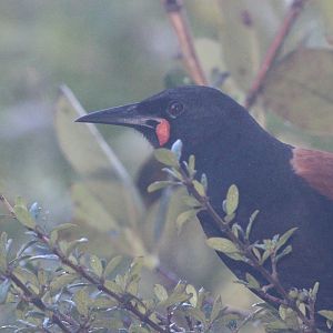 North Island Saddleback
