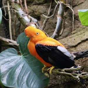 Andean Cock-of-the-Rock (Rupicola peruvianus) male