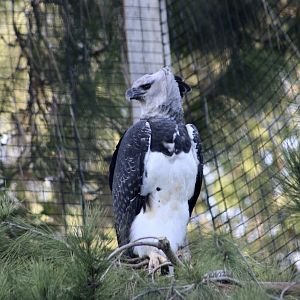Harpy Eagle (Harpia harpyja)