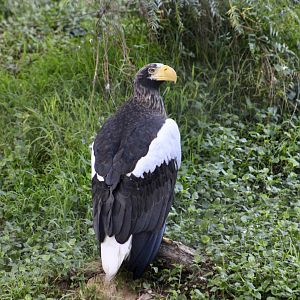 Steller's Sea Eagle (Haliaeetus pelagicus)