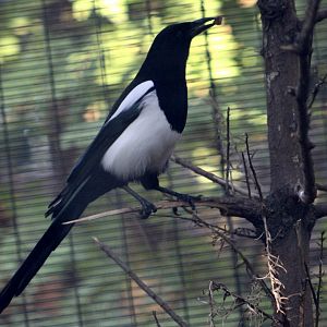 Black-Billed Magpie (Pica hudsonia)