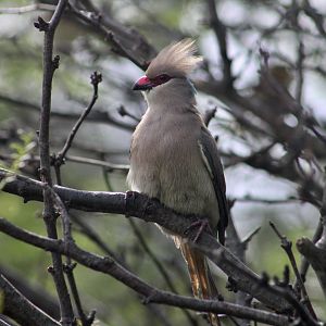Blue-Naped Mousebird (Urocolius macrourus)