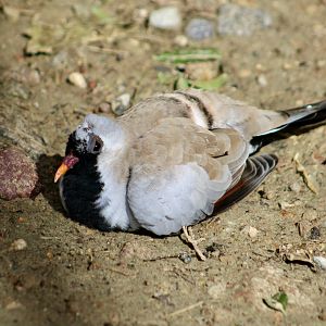 Namaqua Dove (Oenas capensis)