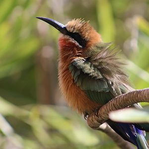 White-Fronted Bee-Eater (Merops bullockoides)