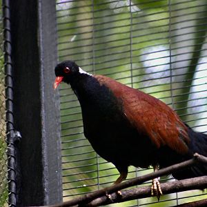 White-Naped Pheasant Pigeon (Otidiphaps aruensis)