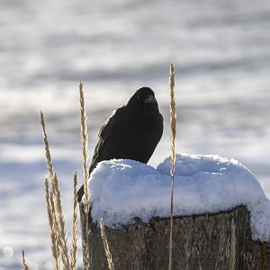 American Crow - Alaska