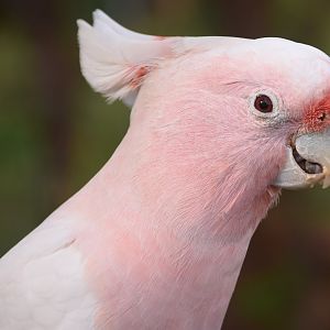 Major Mitchell's Cockatoo (Cacatua leadbeateri)
