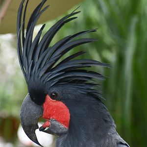 Palm Cockatoo (Probosciger aterrimus aterrimus)