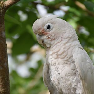 Tanimbar Corella (Cacatua goffiniana)