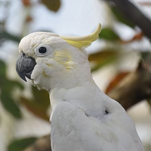 Yellow-crested Cockatoo (Cacatua sulphurea)